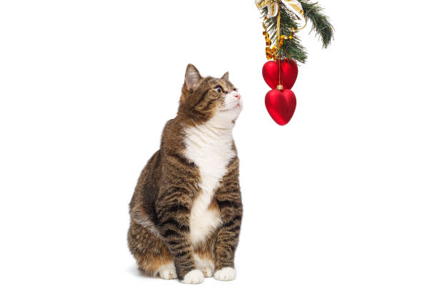 istock Grey cat and Christmas toys 1196492304
