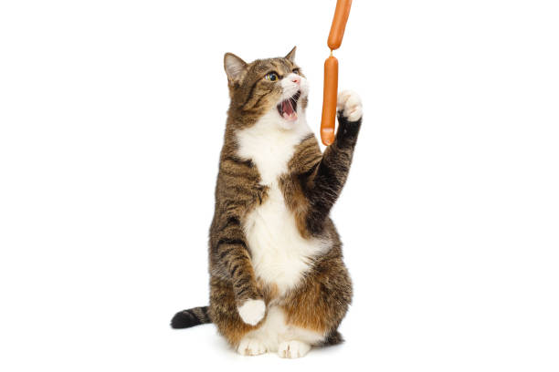 istock Grey cat wants to catch sausages 1196492312