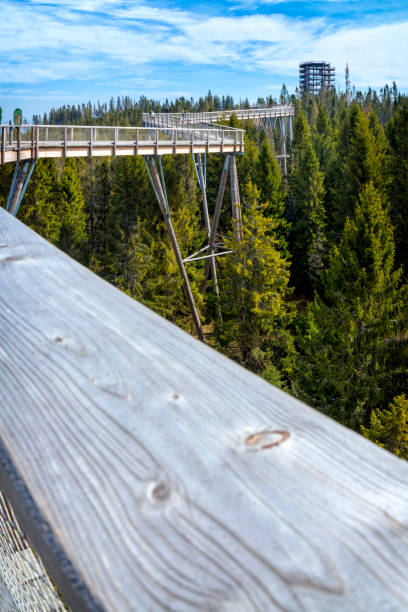 istock Walking path among the trees in Zdiar, Slovakia 1196493131