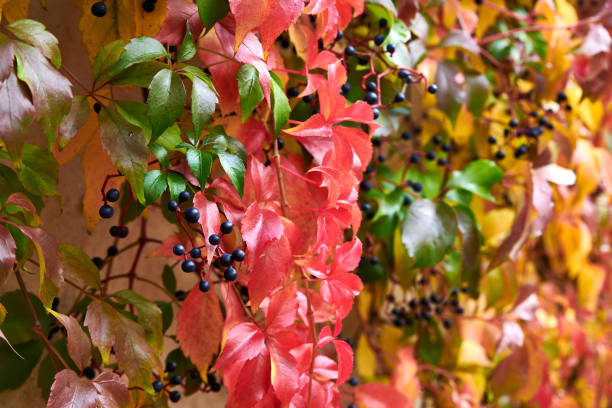 istock woodbine in autumn 1196495087