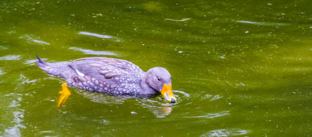 fuegian parowiec kaczka unosząca się na wodzie w zbliżaniu, tropikalna specie ptaków z ameryki południowej - fuegian zdjęcia i obrazy z banku zdjęć