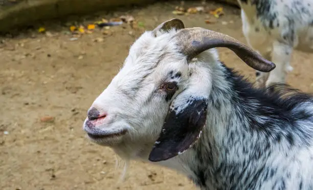 Photo of closeup of the face of a damara goat, African sheep breed from Damaraland in Namibia