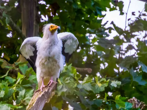Photo of white egyptian vulture shaking its wings, Scavenger bird specie from Africa