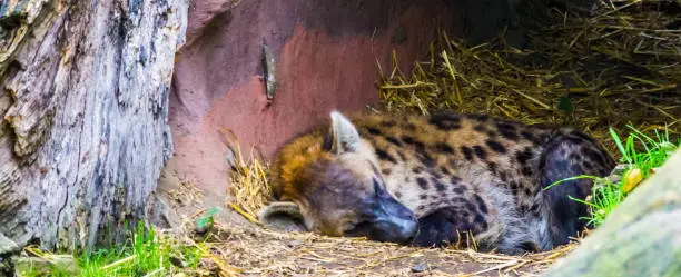 Photo of closeup portrait of a spotted hyena sleeping during day time, Nocturnal wild dog from the desert of africa
