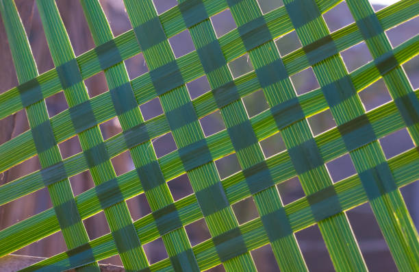 istock pattern of green date palm leaves for a background 1196497902