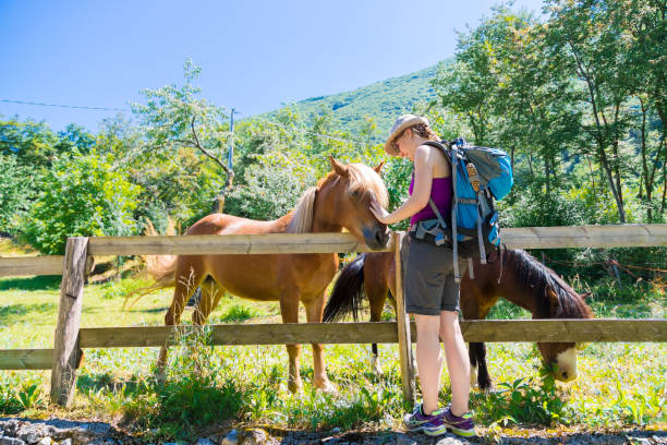istock Girl is caressing a curious horse, paddock 1196497968