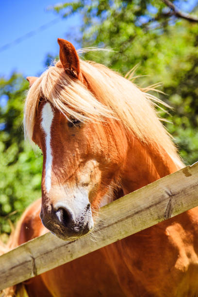 istock Curious, beautiful brown horses at a paddock 1196500020
