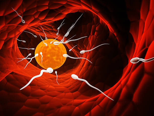 istock Spermatozoons, floating to ovule 119650011