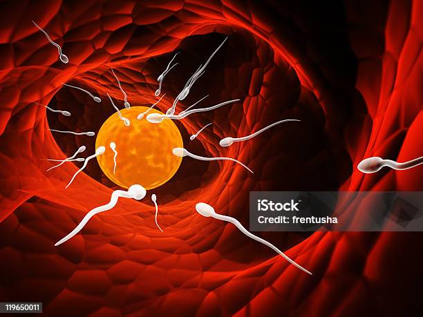 Spermatozoons Плавающий На Ovule — стоковые фотографии и другие картинки Плод - Плод, Без людей, Беременная