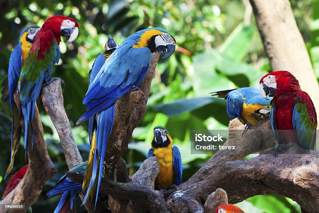 Grupo parrots - Foto de stock de Grupo de animales libre de derechos