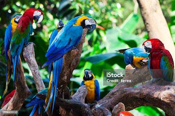 Grupo Parrots Foto de stock y más banco de imágenes de Grupo de animales - Grupo de animales, Guacamayo, Aire libre