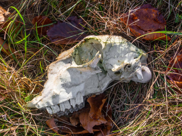 istock Part of deer skull in grass 1196501076