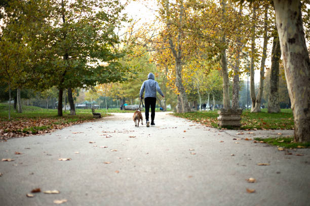 Young man walking with his dog in autumn park Young man walking with his dog in autumn park pit bull power stock pictures, royalty-free photos & images