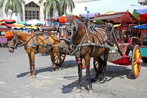 portrait of black carriage horses