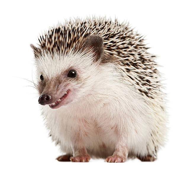 istock Front view of Four-toed Hedgehog, Atelerix albiventris. 119650454