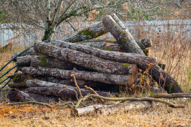 istock Firewood in the yard prepared for winter 1196504771