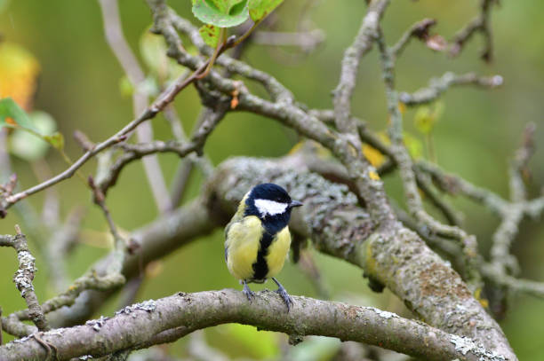 istock Great tit sitting on a tree branch in a garden park looking for feeding 1196505938