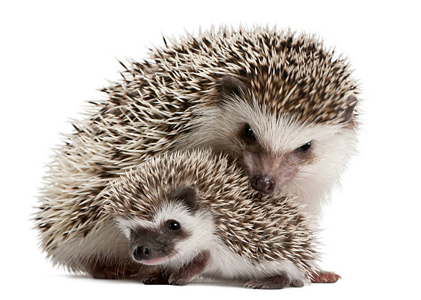 istock Front view of two Four-toed Hedgehogs, Atelerix albiventris. 119650676