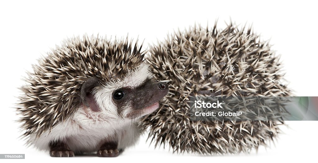 Two Four-toed Hedgehogs, Atelerix albiventris, 3 weeks old.  Animal Stock Photo