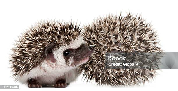 Two Fourtoed Hedgehogs Atelerix Albiventris 3 Weeks Old Stock Photo - Download Image Now