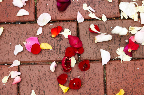 istock Roses leaves on ground after wedding 1196506974