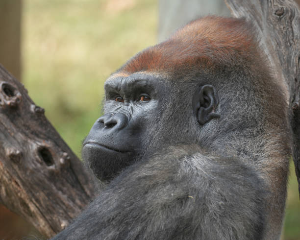 istock Wester lowland male silverback gorilla portrait 1196507088