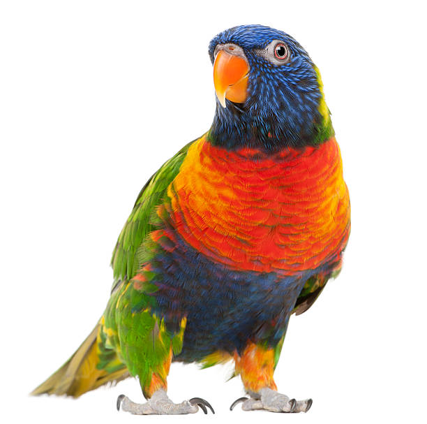 Rainbow Lorikeet, Trichoglossus haematodus, standing in front of white background.  rainbow lorikeet photos stock pictures, royalty-free photos & images