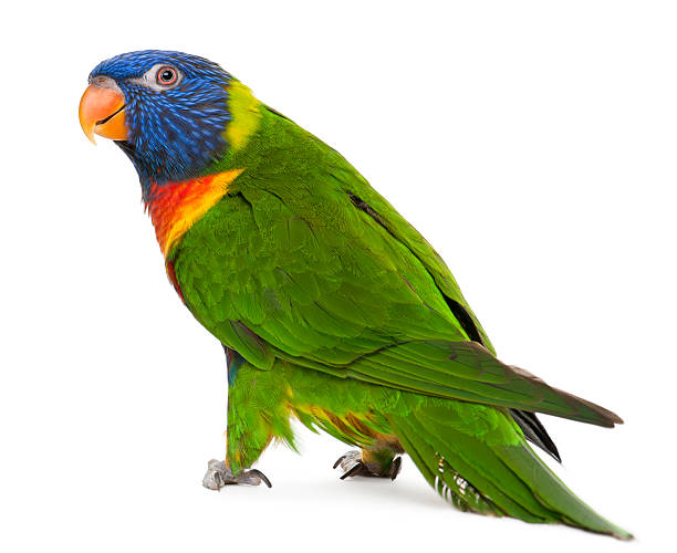 Close-up of beautiful Rainbow Lorikeets in white background