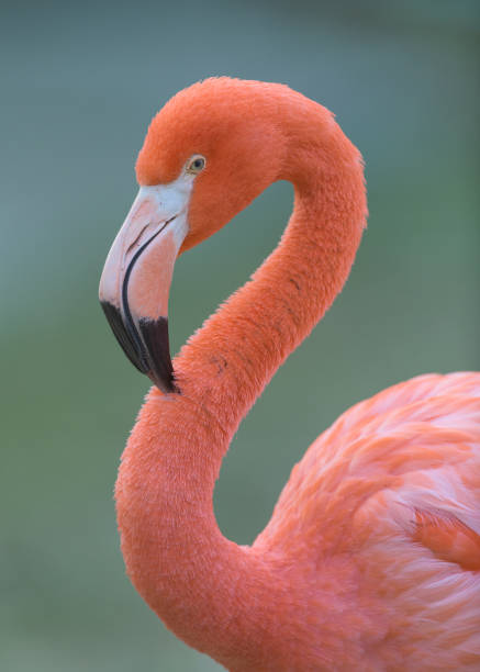 Pink flamingo closeup profile portrait