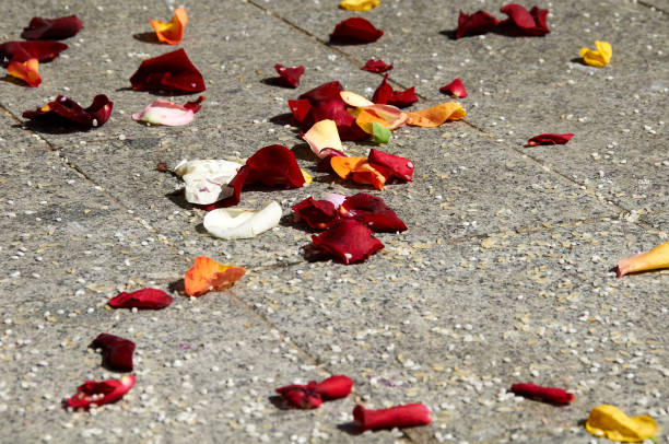 istock Roses leaves on ground after wedding 1196508927