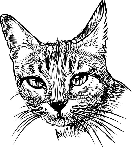 istock Sketch portrait of small domestic kitten 1196509197