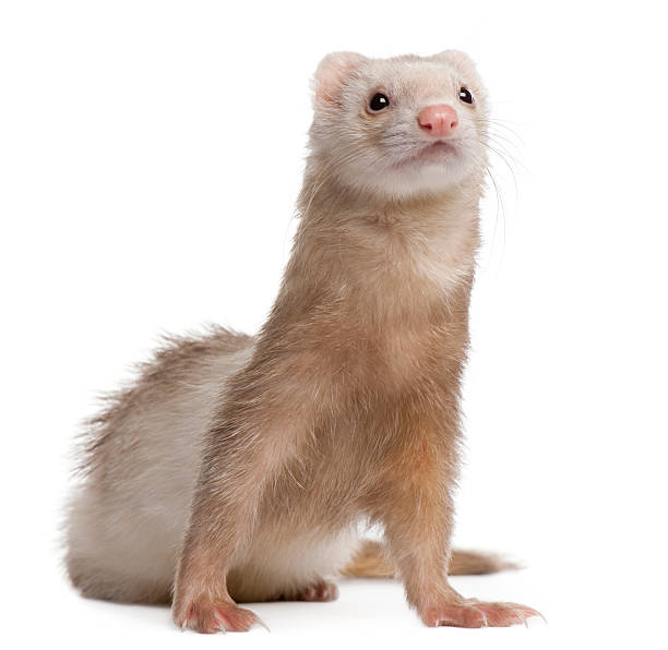 Front view of Ferret, 4 years old, looking up.  polecat stock pictures, royalty-free photos & images