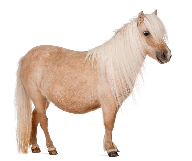 паломино шетландский пони, equus caballus, стоя в белом фоне. - pony стоковые фото и изображения