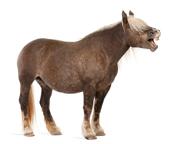 A Haflinger mare herd looks to the stallions in the near and hears they whinny. Focus on head at right side. Background blured 