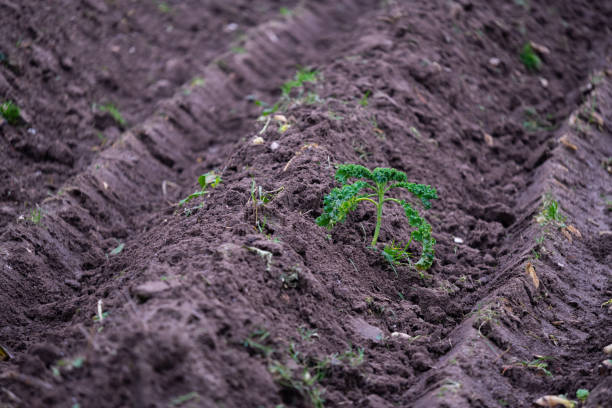 istock a plowed  field ready for the new seed 1196509901