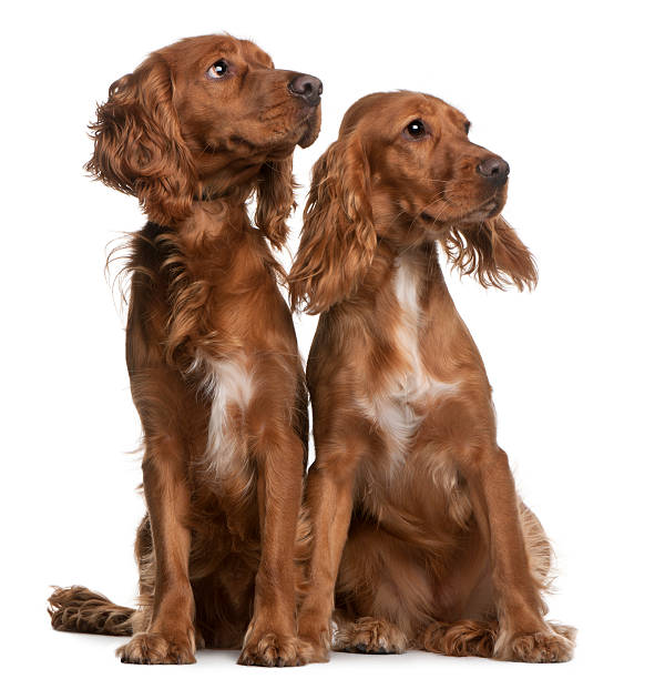 istock American Cocker Spaniels, sitting, and looking away, white background. 119650993