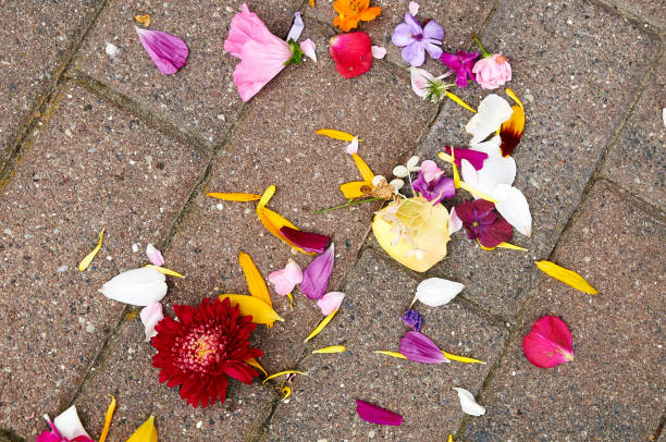 istock Roses leaves on ground after wedding 1196510178
