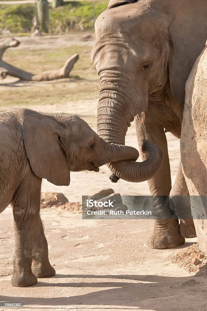 Weibliche Afrikanische Elefanten und junge Kuh - Lizenzfrei Afrikanischer Elefant Stock-Foto