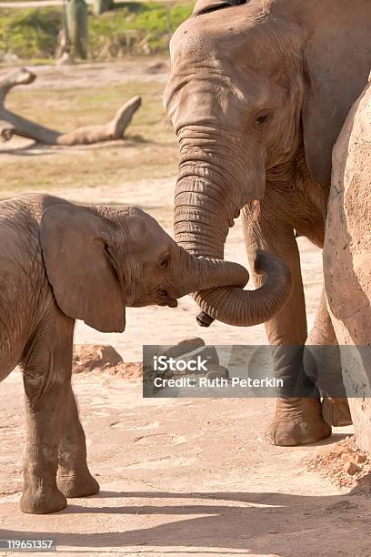 Weibliche Afrikanische Elefanten Und Junge Kuh Stockfoto und mehr Bilder von Afrikanischer Elefant - Afrikanischer Elefant, Bulle - Männliches Tier, Elefant