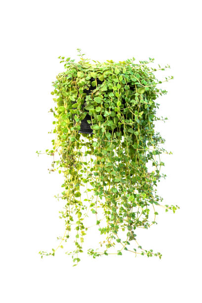 istock Green leaves tree on isolated background make for frame  product concept. 1196513764