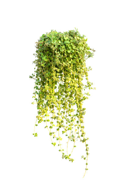 istock Green leaves tree on isolated background make for frame  product concept. 1196513775