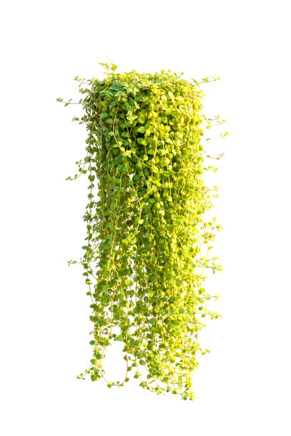 istock Green leaves tree on isolated background make for frame  product concept. 1196513786