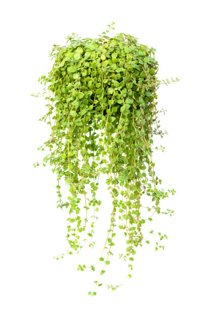 istock Green leaves tree on isolated background make for frame  product concept. 1196513790