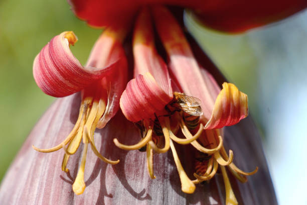 Banana tree blossom with bees collecting nectar