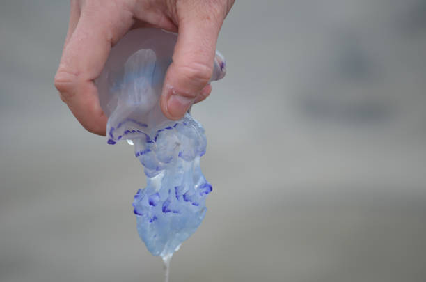 Side view of a blue jellyfish in a male hand. Close-up. Selective focus. Blurred background.