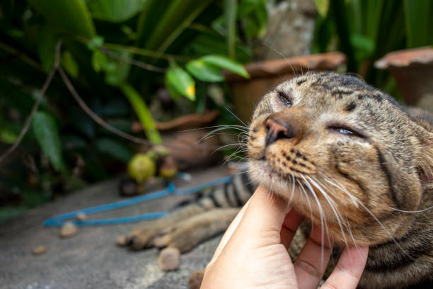 istock Scratching the cat's chin and fur 1196518240
