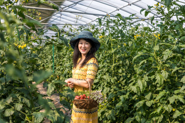 istock Woman Picking Tomato at Vegetable Garden 1196520433