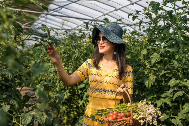 istock Woman Picking Tomato at Vegetable Garden 1196520434