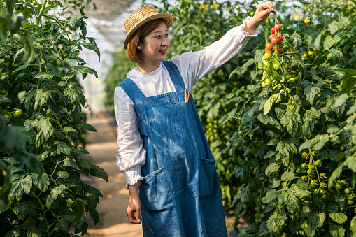 Happy Woman Picking Ripe Tomatoes.