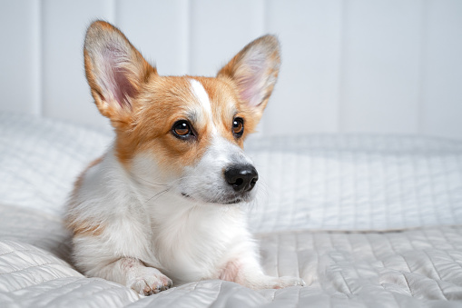 Cute ginger and white dog of welsh corgi pembroke breed, lying on white cover on the bed or sofa. Adorable pet face expression, pretty look. Indoors, copy space.